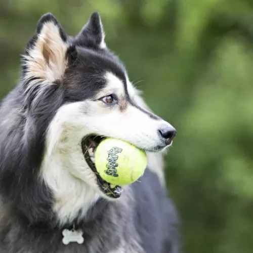 KONG SqueakAir Ball Teniszladba Kötéllel Kutyajáték M