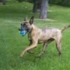 KONG Squeakair Ultra Balls Teniszlabda Kutyajáték 3db M