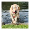 Trixie Játék Dog Activity Tömör Gumi Harang Kötéllel 9cm/22cm