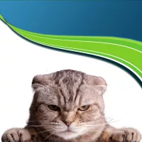 Nyugtató-Stresszoldó