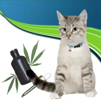 CBD tartalmú termékek
