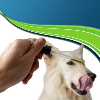 CBD tartalmú termékek