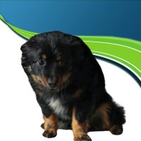 Nyugtató-Stresszoldó