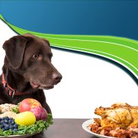 Gyomor-Emésztés-Túlsúly