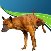 Vese-hugyutak egészsége