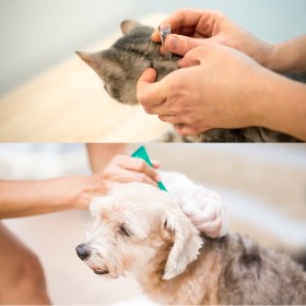 Védekezés a kullancsok és bolhák ellen: Hatékony megoldások kutyáknak és macskáknak