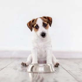 Etetési tippek kölyökkutyáknak